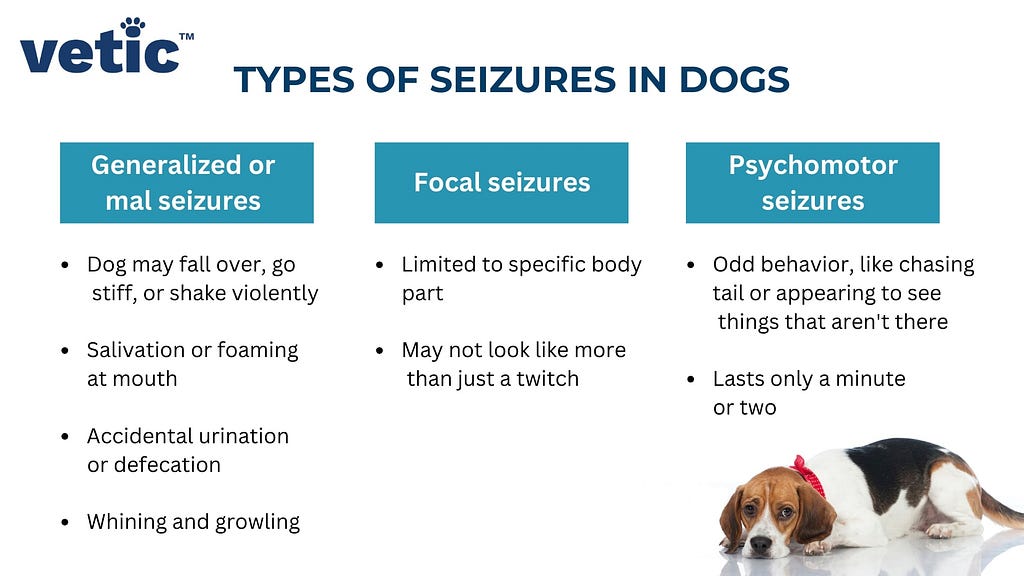infographic titled “Types of Seizures in Dogs”. The 3 main types of seizures are Generalized or Grand Mal Seizures, Focal Seizures, and Psychomotor Seizures. The symptoms of the three types of seizures in dogs is also discussed in the image. these are — dog may fall and shake violently, foam at the mouth, drool excessively, accidental urination and defecation, whining or growling.