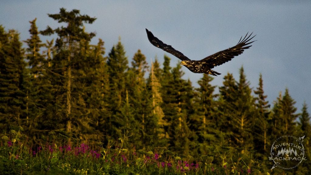 Eagles in Anchor Point