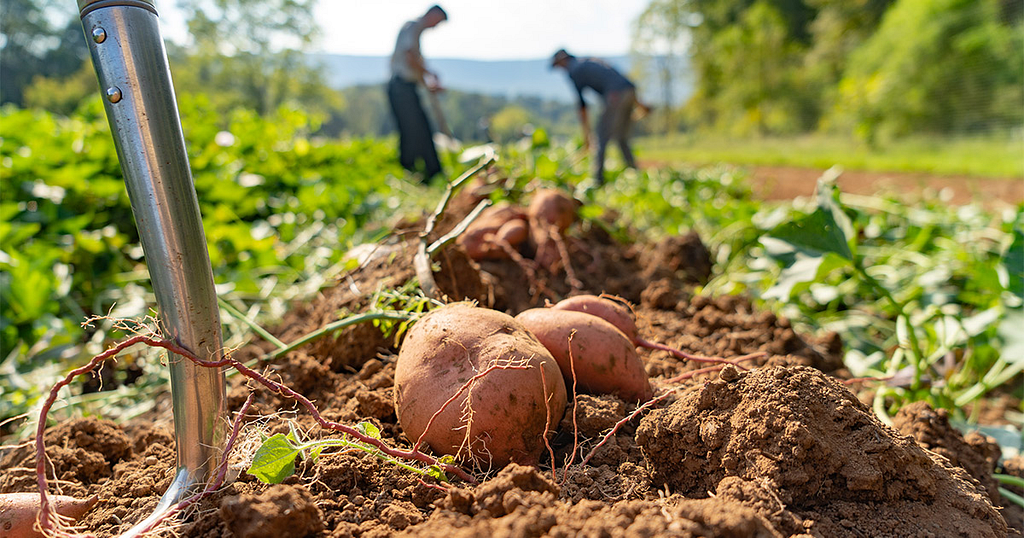 potato farming