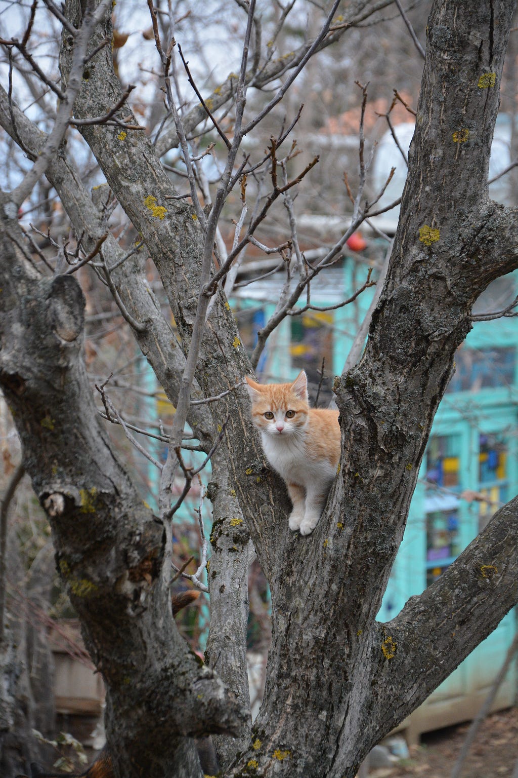 cat tree wood