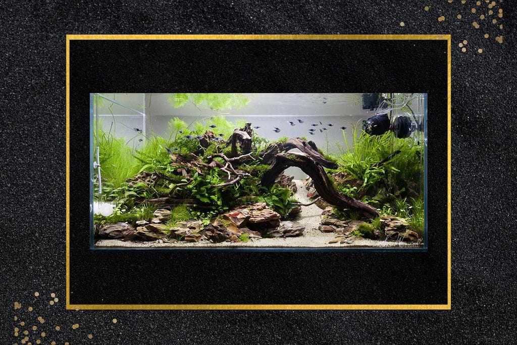 Dragon Stone Aquascape For Betta Fish - A Complete Guide