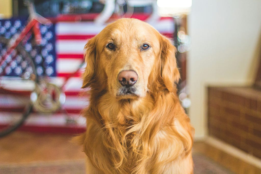 Dog staring seriously at camera; American flag in background.
