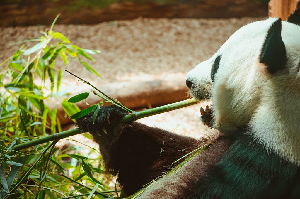 A panda silently sitting and enjoying its meal without being bothered!