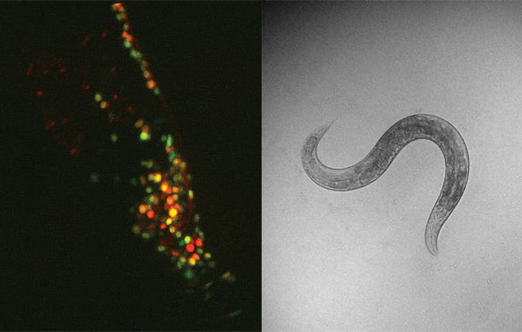 A left panel shows a worm’s head all dark except its neurons lit up red and green. A second panel shows a black and white image of the whole worm curling up.