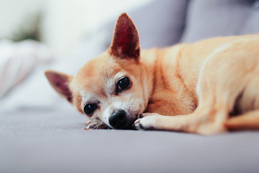 a Chihuahua laid on the bed