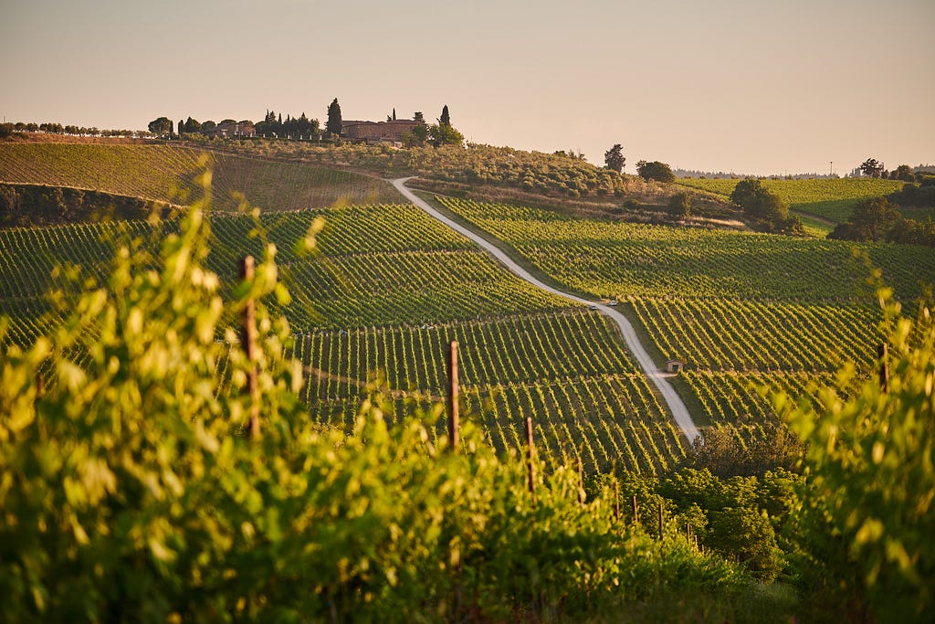 A green vineyard