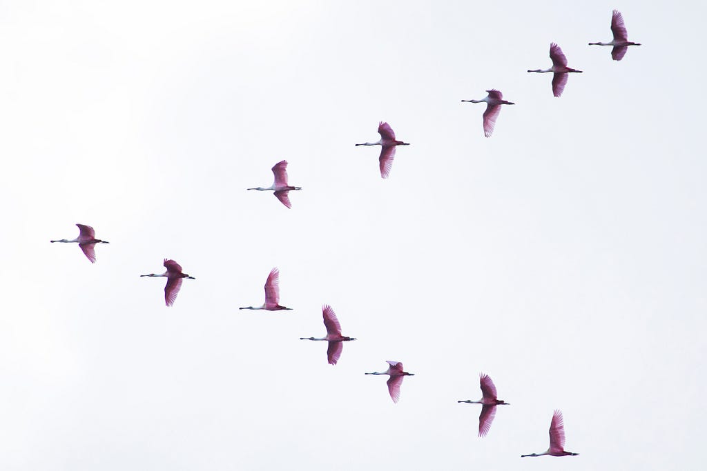 Image of birds flying symbolically suggesting migration