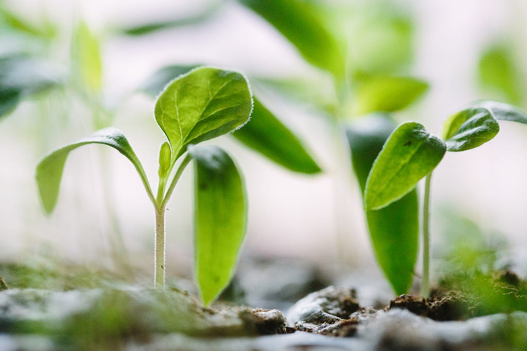 Growing plants to symbolize a person’s growth