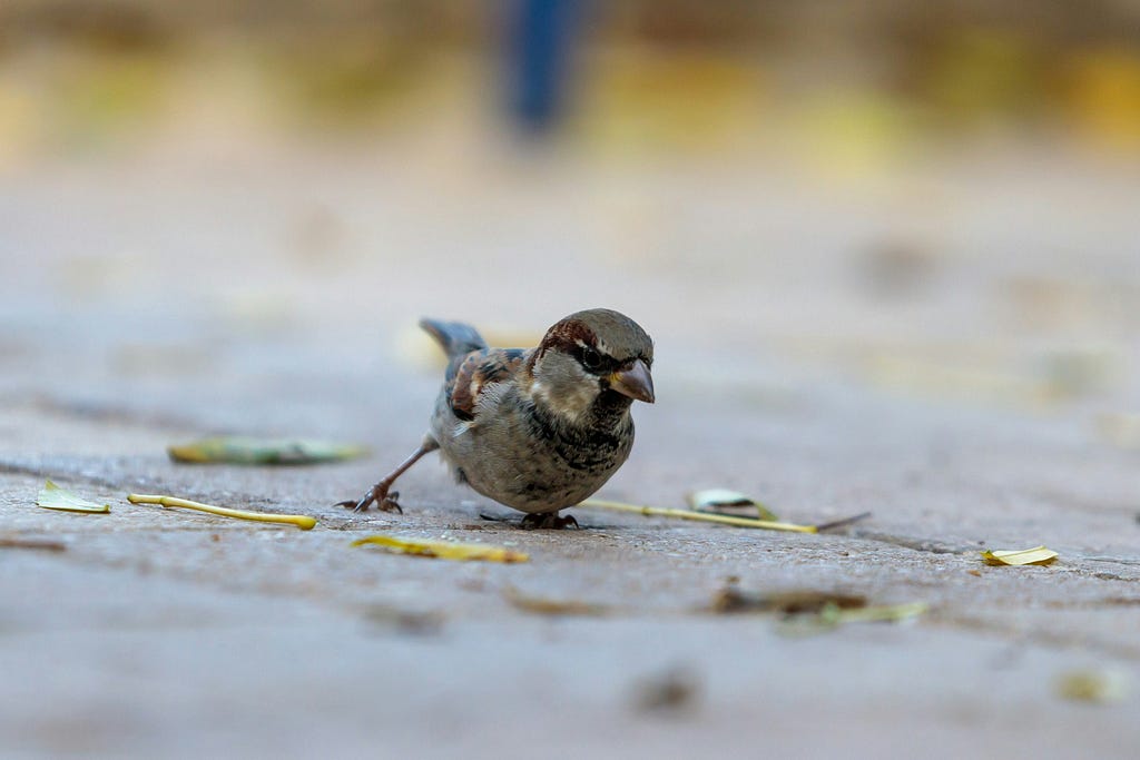 picture of a baby sparrow on the ground