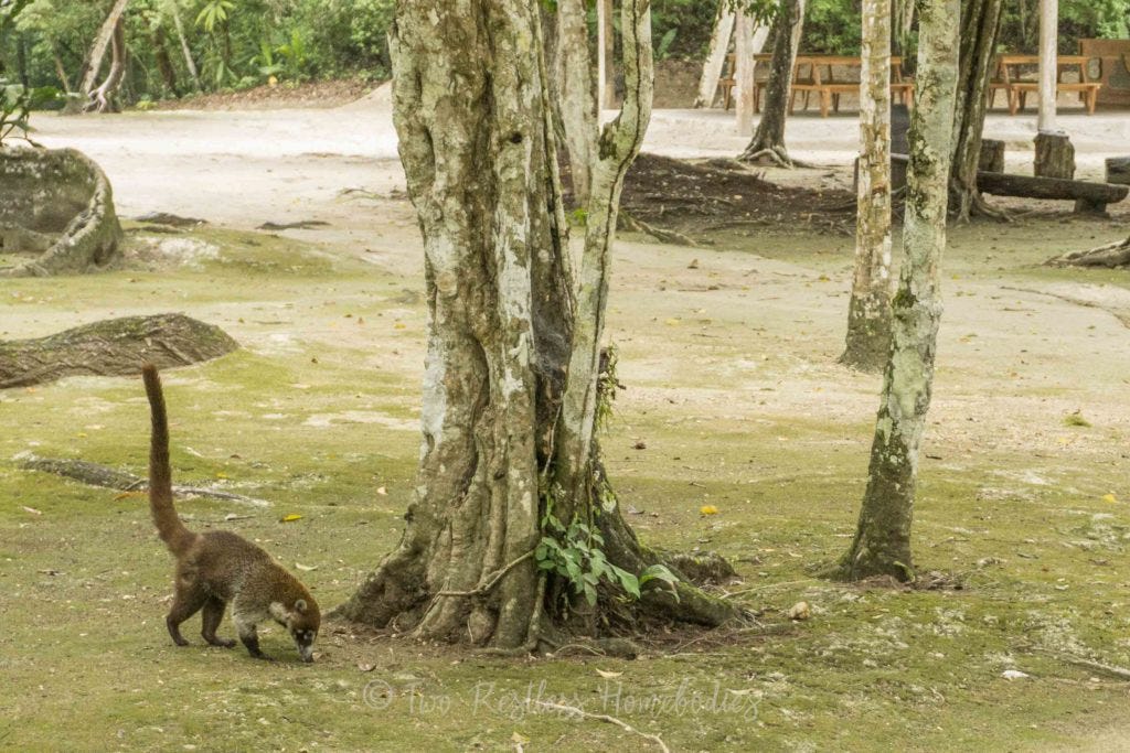 Tikal koatamundi foraging near trees