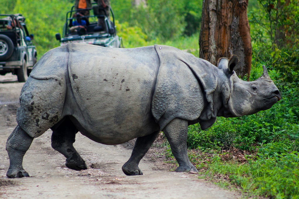 one-horned rhino at Kaziranga National Park