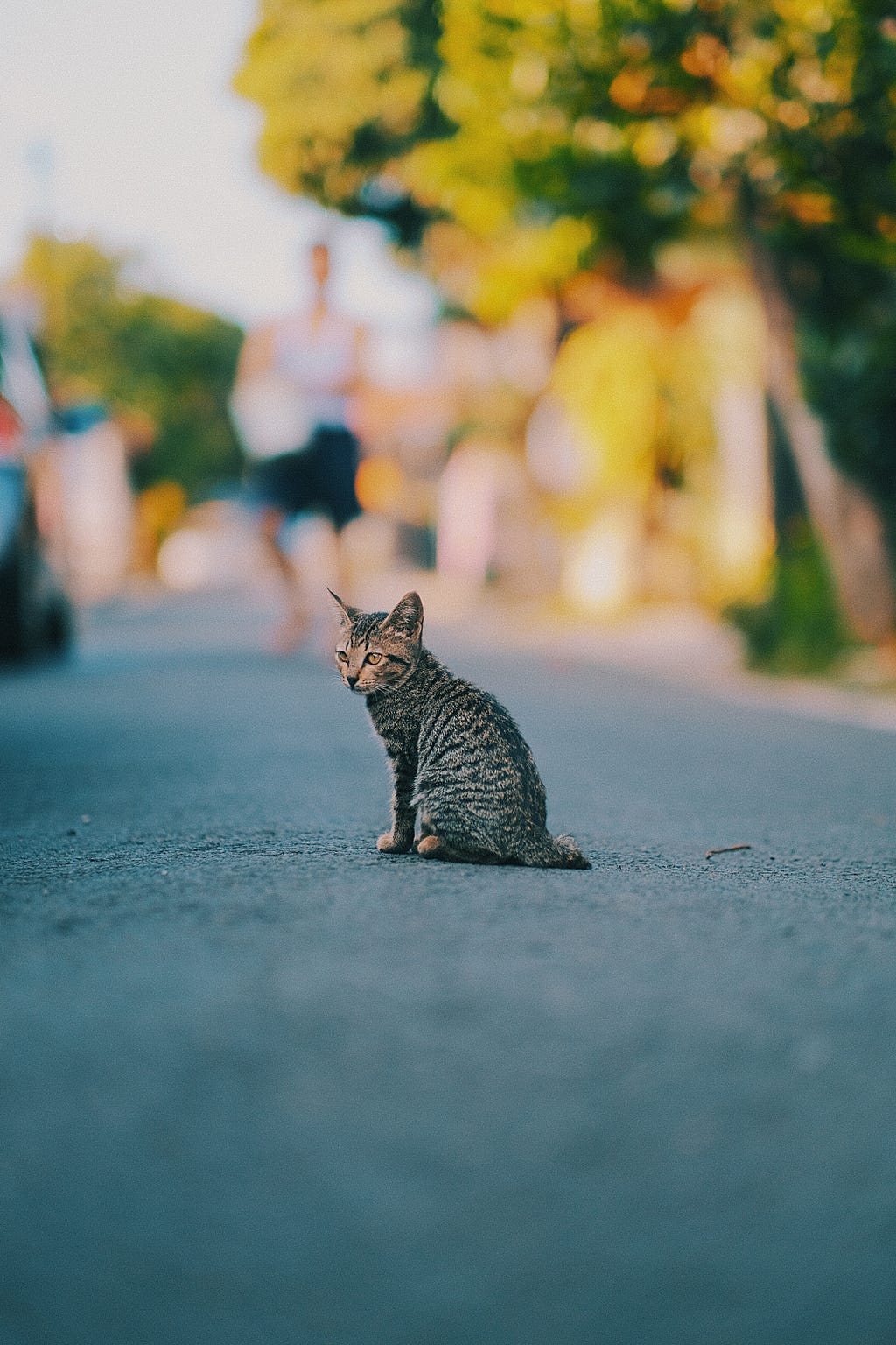 A small cat with grey fur sits on an asphalt sidewalk with a blurred daytime background