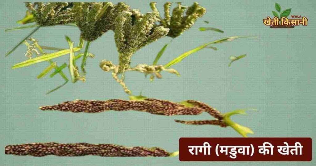 रागी (मडुवा) की खेती | ragi maduwa ki kheti kaise karen