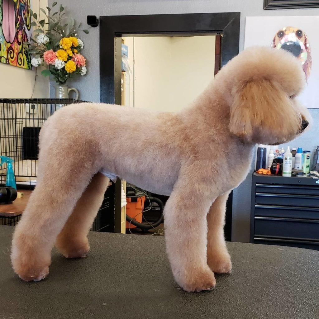 How Much Does a Poodle Dog Cost: Price Insights
