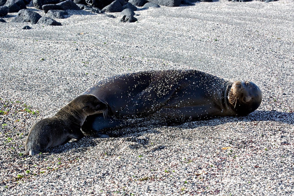 Photos Of The Galápagos Image: A sea lion and sea lion pup lay on a gravelly beach in the Galápagos Islands.