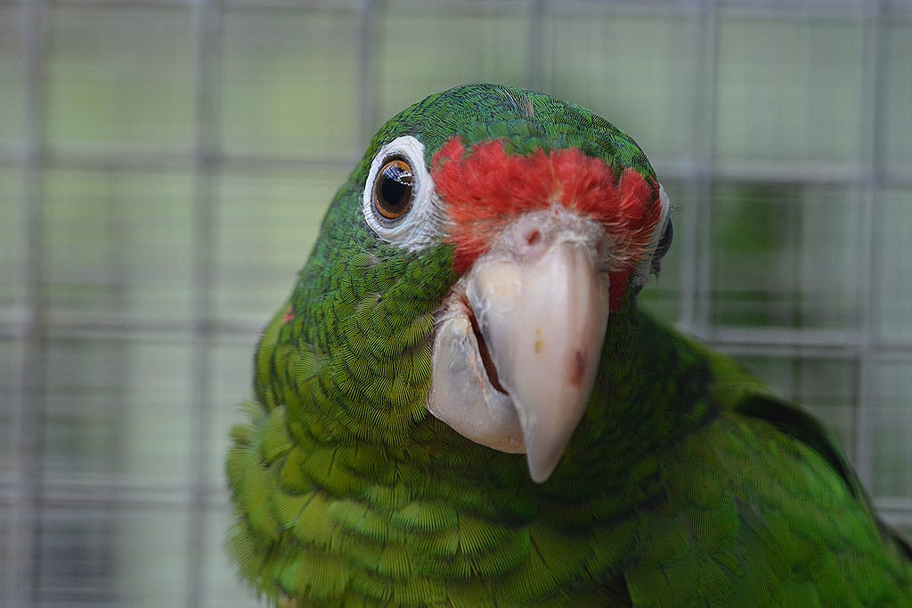 Puerto Rican parrot, Bosque del Estado, Maricao, Puerto Rico