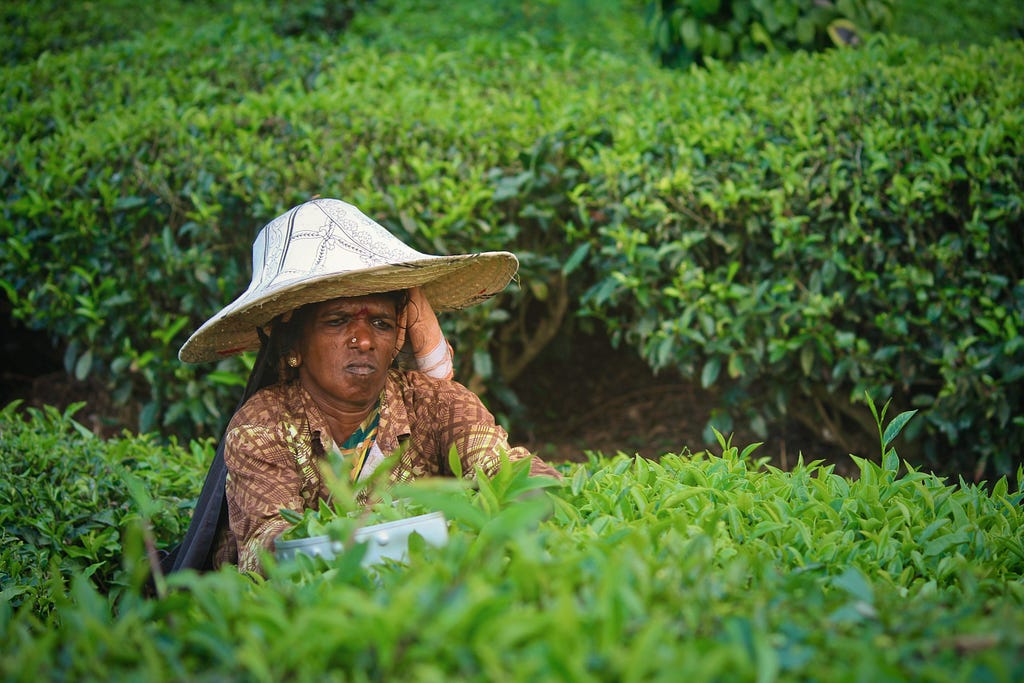 Lady farming in unkown coffee estate