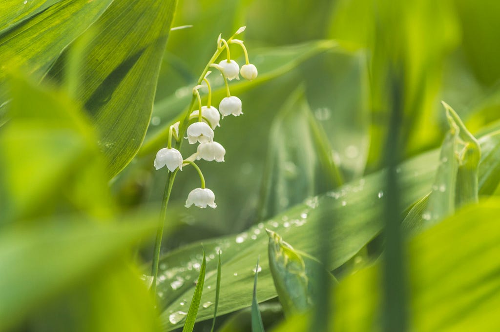 A close up view of lily of the valley through strands of green grass