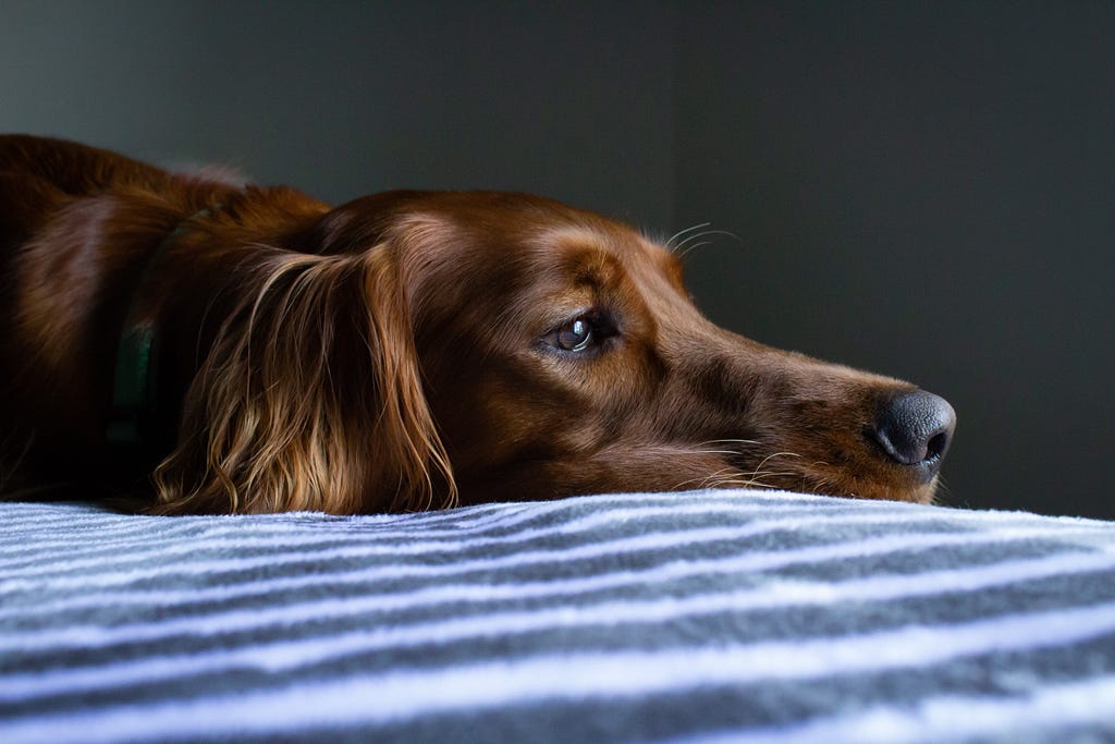 Morose Irish Setter lying on a striped blanket. We only see its head in profile; its gaze is somewhere to the right of the picture.