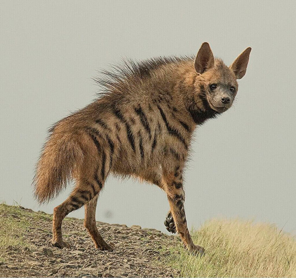 Striped hyena 