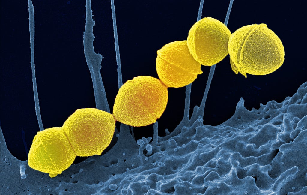 Colorized scanning electron micrograph of spherical Group A Streptococcus (Streptococcus pyogenes) bacteria and a human neutrophil. Credit: NIAID