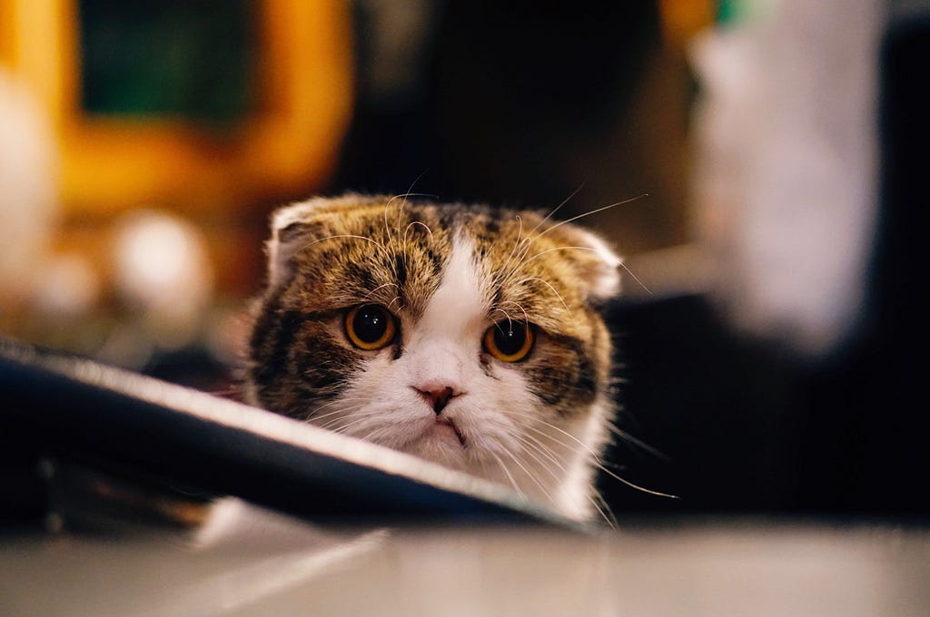 A brown and white cat with a frustrated look on its face.