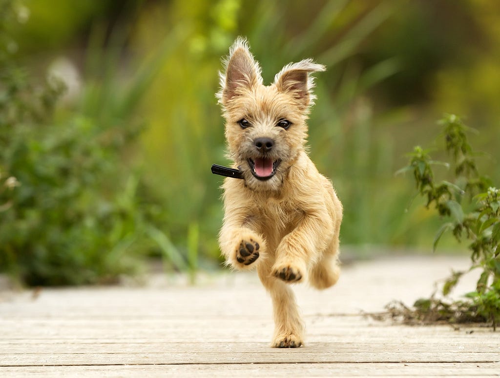 Cairn Terrier pupper running outdoors