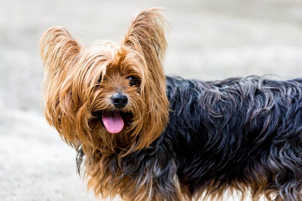 yorkshire terrier