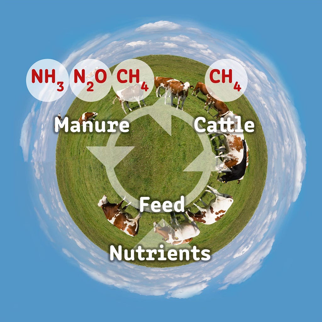 The cycle of methane production. Whether in the stomachs of livestock or in landfill, they produce hundreds of millions of tonnes of methane each year.