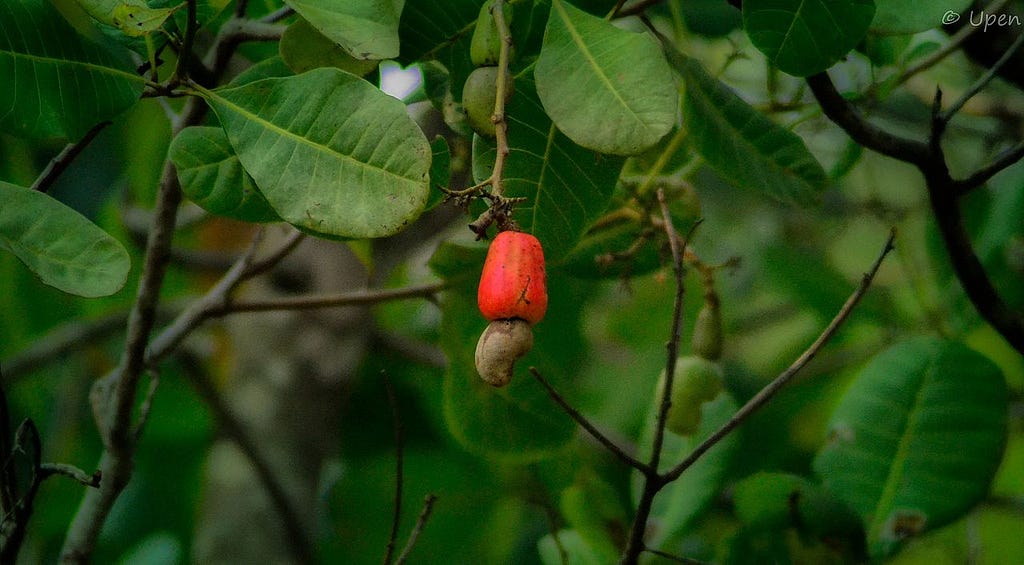 A cashew nut (bottom) and cashew fruit! Author: Upendra Shenoy (Flickr). Some rights reserved.