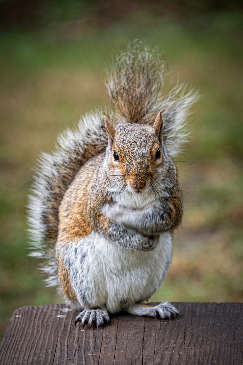 Brown squirrel staring at the camera with arms folded across its chest