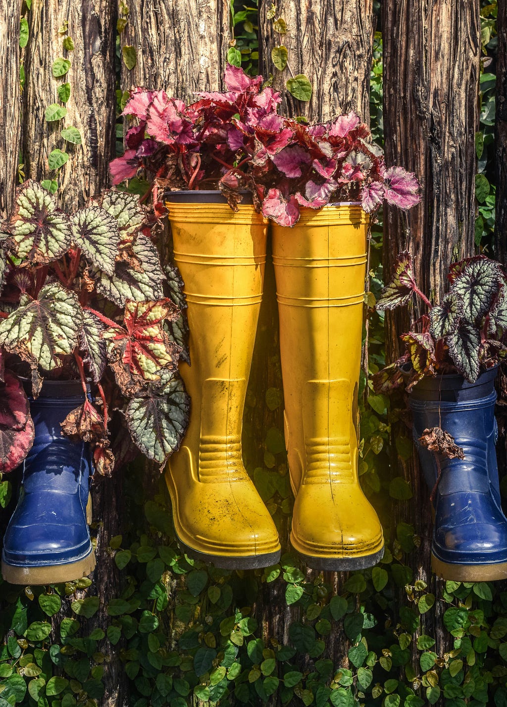 A pair of yellow rainboots hung up on a wooden fence, with two pairs of blue rainboots on either side, are repurposed as plant pots.