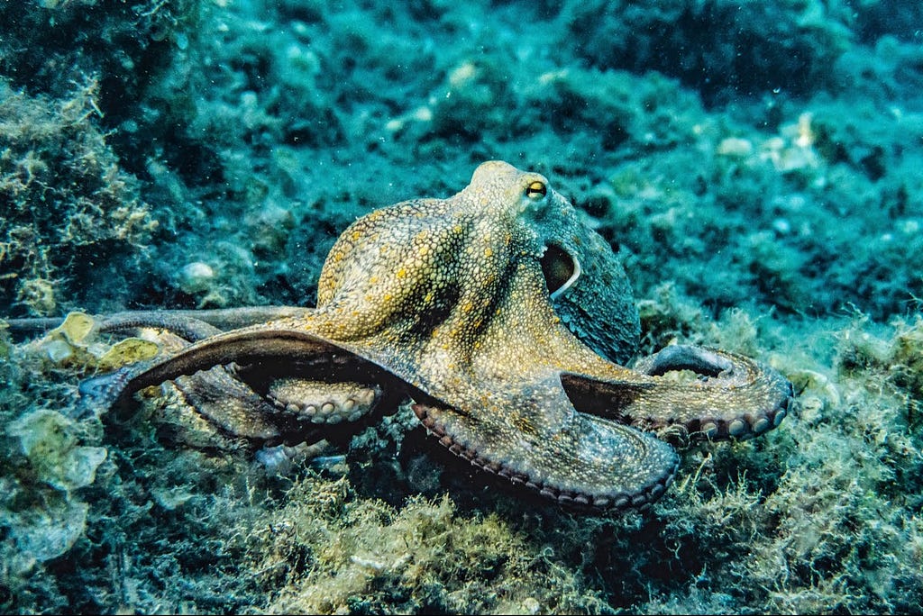 An octopus in its natural habitat