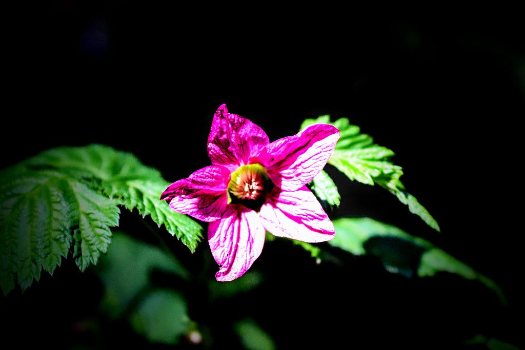 a flower well lit on a black background