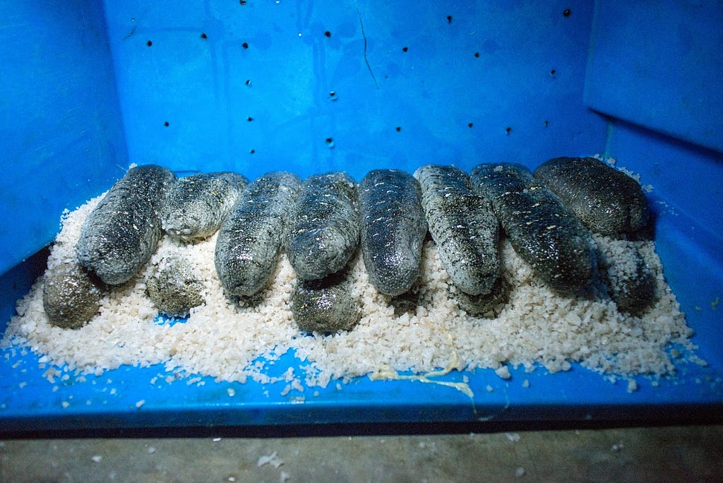 Sea cucumbers post-harvest staying fresh on a bed of salt.