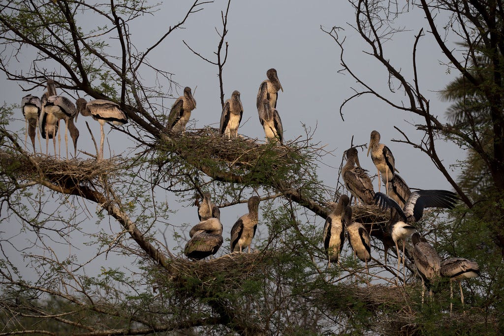 Nesting Storks at Keoladeo Ghana National Park in Bharatpur, India
