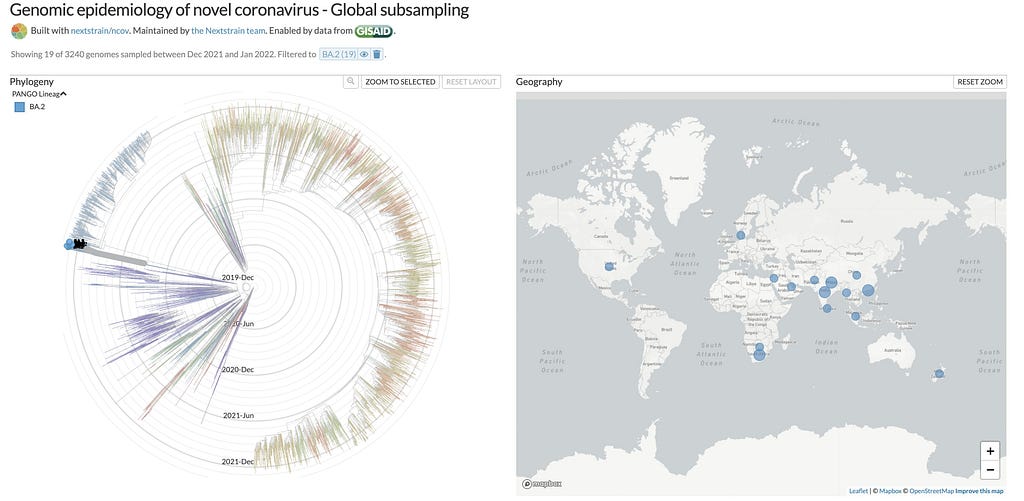 Two panel figure showing the (left) the evolutionary relationship of BA.1 and BA.2 to each other and to the rest of the SARS-CoV-2 lineages and (right) a global map showing the 50(ish) countries where Omicron BA.2 has already been identified by genome sequencing. These data come from the GISAID initiative and were generated by NextStrain.