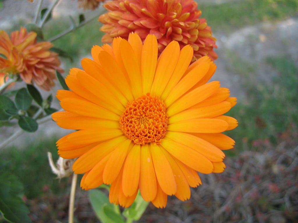 A flower of the pot marigold. Calendula officinalis — Vera Kratochvil