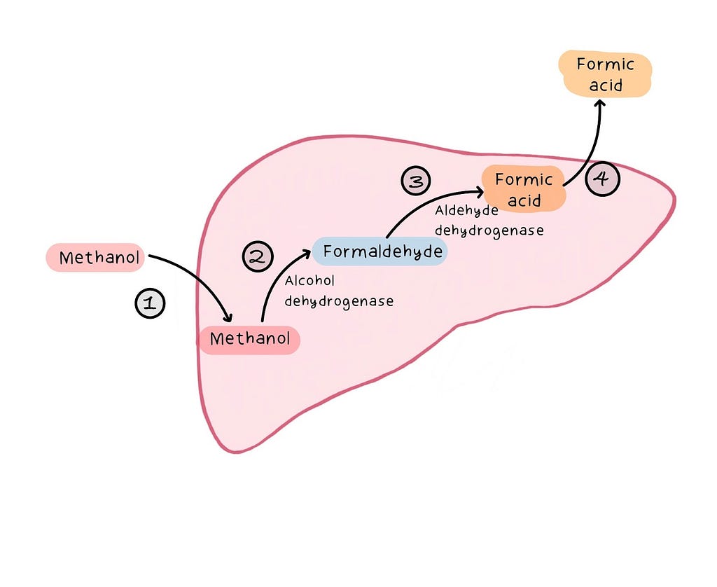 The metabolism of methanol in the liver