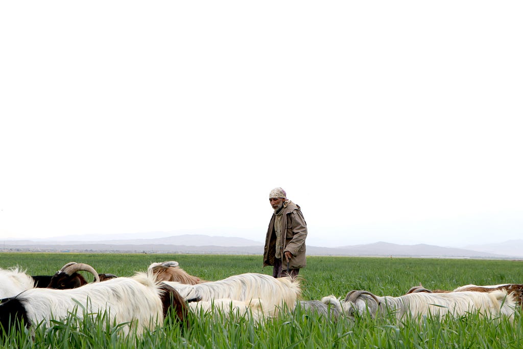 Shepherd with part of a flock.