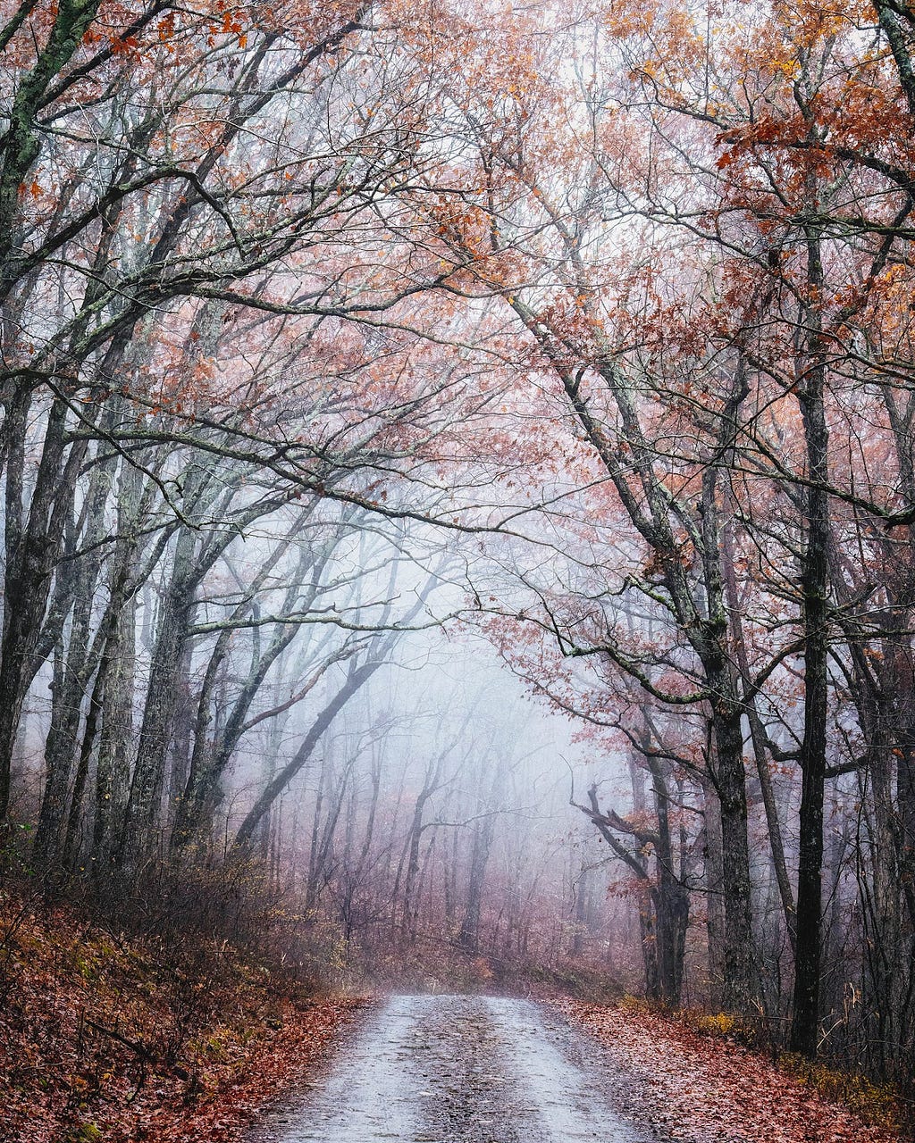 Moody winter fog through the trees on the rough logging road to Flatside.