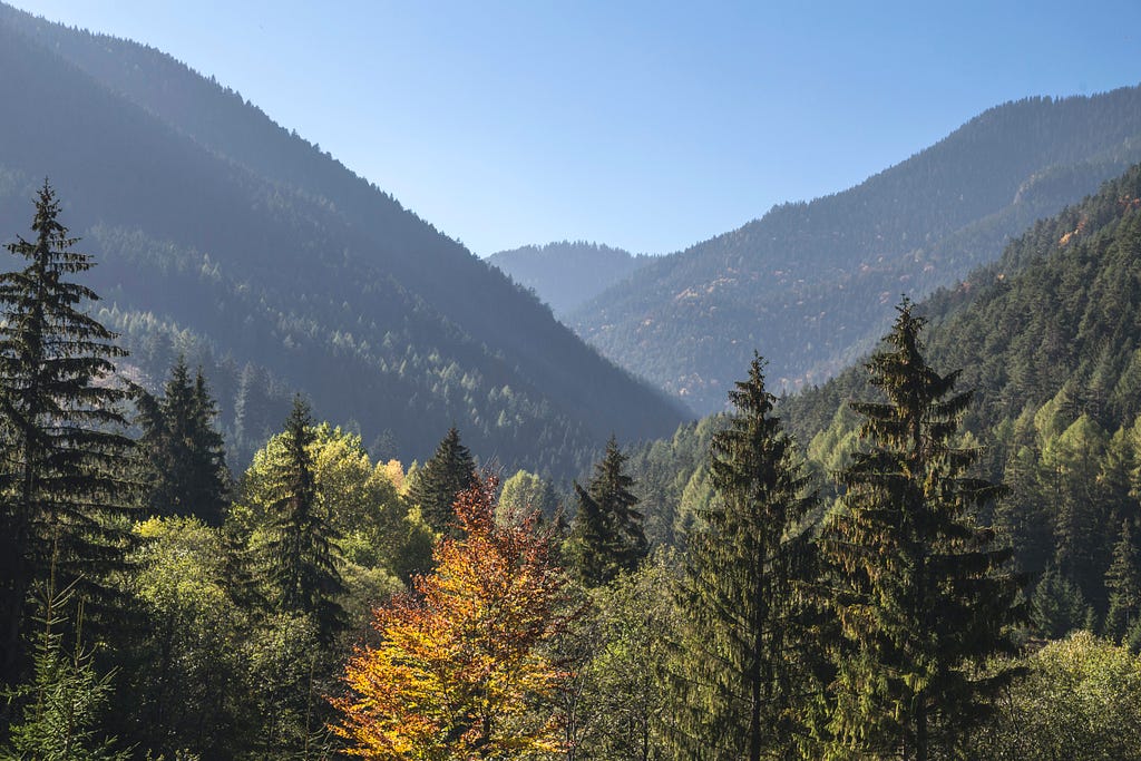 Alpine and coniferous tress of Margilla Hills