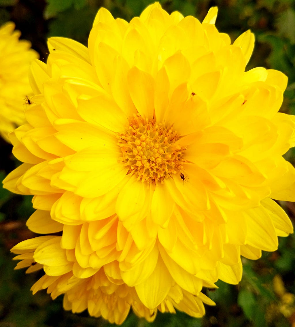 Chrysanthemum flower