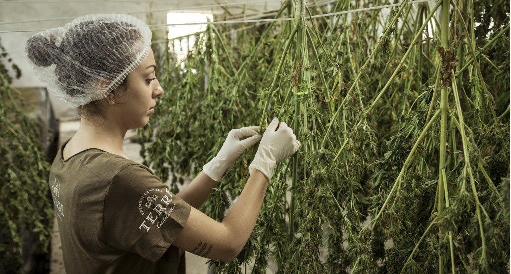 A woman wearing a hairnet and going through cannabis plants