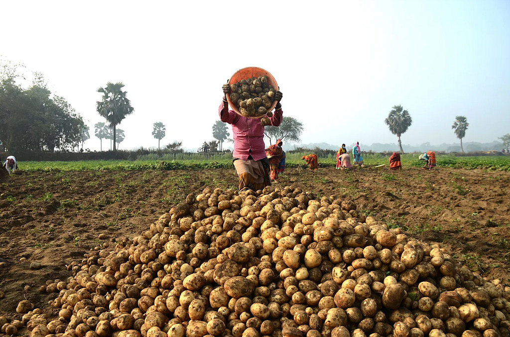 Women farming potatoes in West Bengal, India.