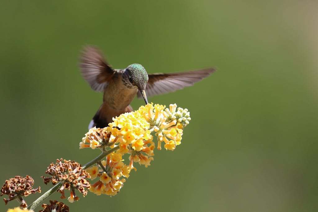 a humming bird pollinating a flower