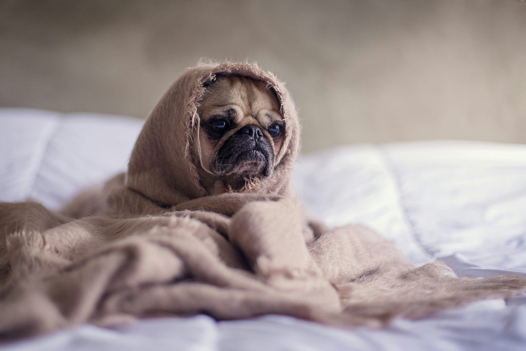 Tiny French bulldog with sad, overwhelmed face, wrapped in a blanket on a bed, with only the head visible.