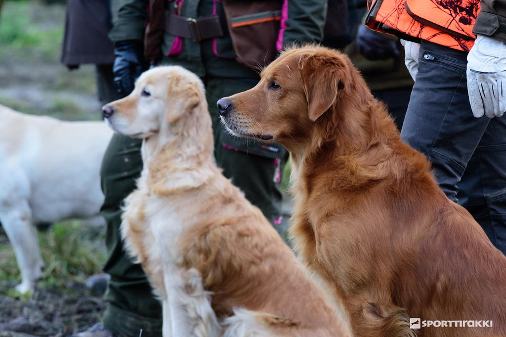 Golden Retrievers in a walk up mission, it requires sociability towards other dogs and people.