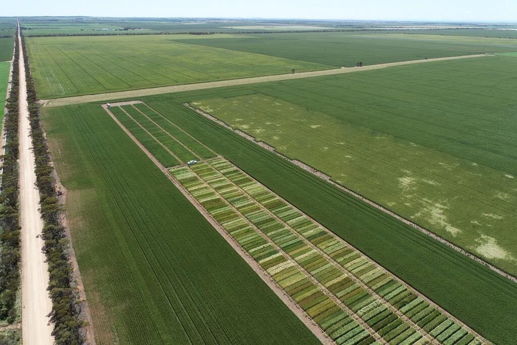 D3Ag barley trial in South Australia