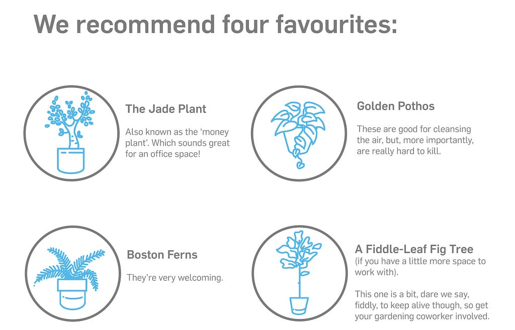 A small infographic showcasing four house plants that liven up any room